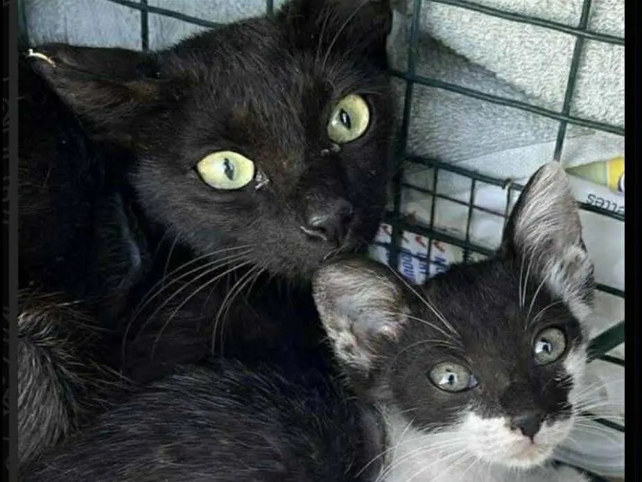 Adozione gatto, femmina, Razza sconosciuta Razza sconosciuta, 1 anno e 8 mesi, taglia non valida, Bologna