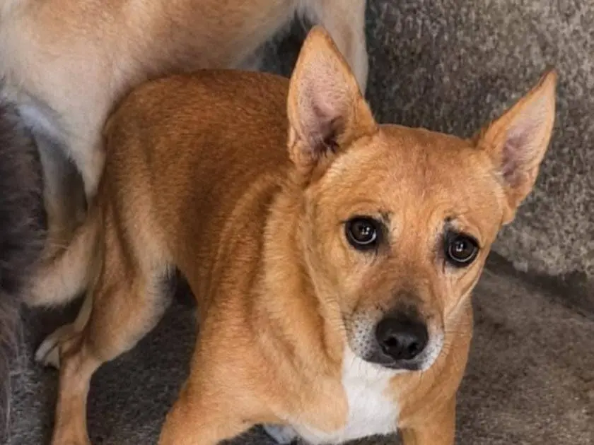 Adotta un cane, taglia piccola, maschio, Firenze