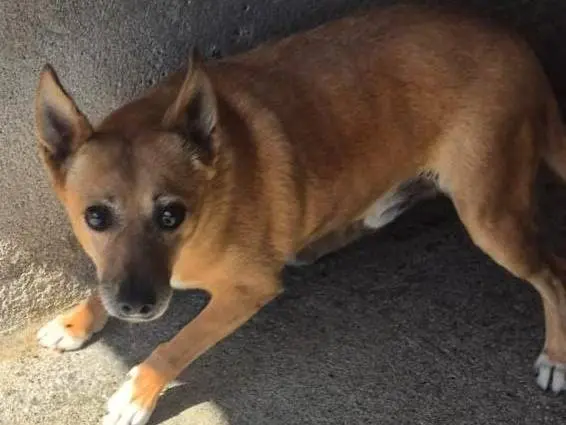 Adotta un cane, maschio, 5 anni e 5 mesi, Firenze