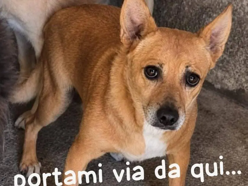 Adozione cane, maschio, Razza sconosciuta Razza sconosciuta, 5 anni e 5 mesi, taglia piccola, Firenze