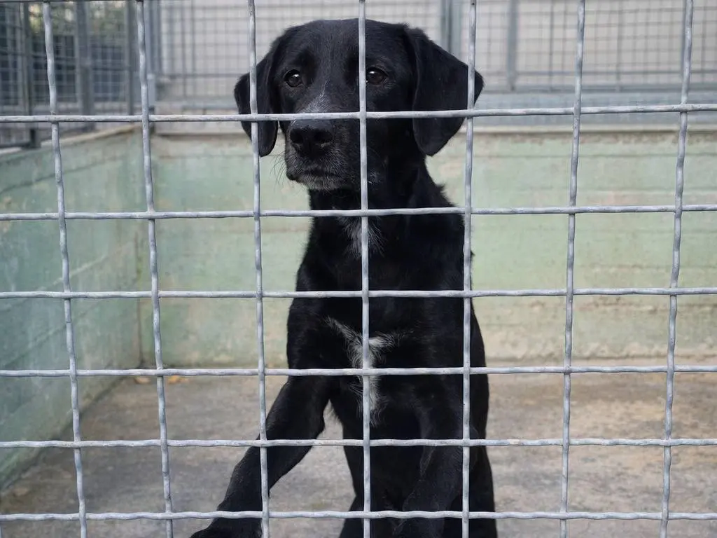 Adotta un cane, taglia grande, maschio, Avellino