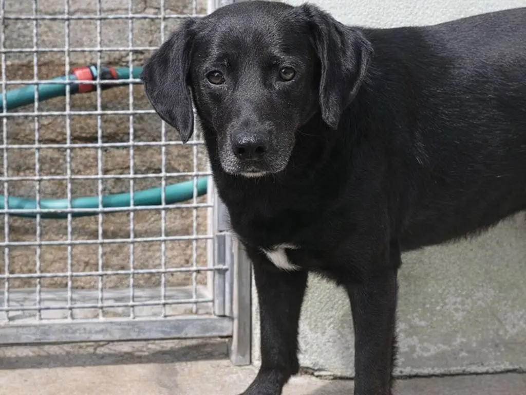 Adotta un cane, maschio, 5 anni e 3 mesi, Avellino
