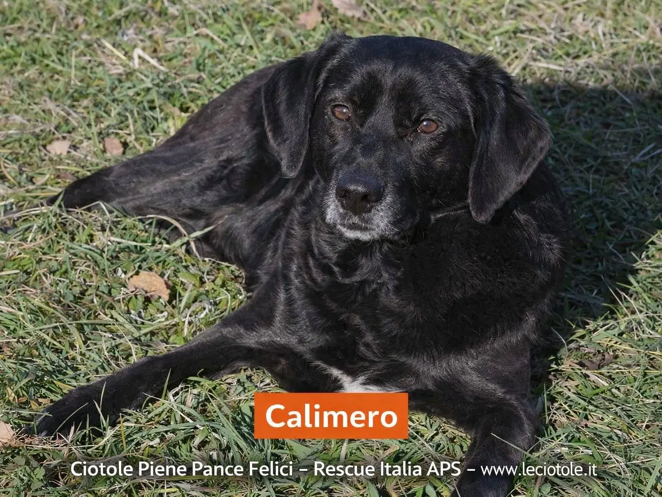 Adozione cane, maschio, Razza sconosciuta Razza sconosciuta, 5 anni e 3 mesi, taglia grande, Avellino