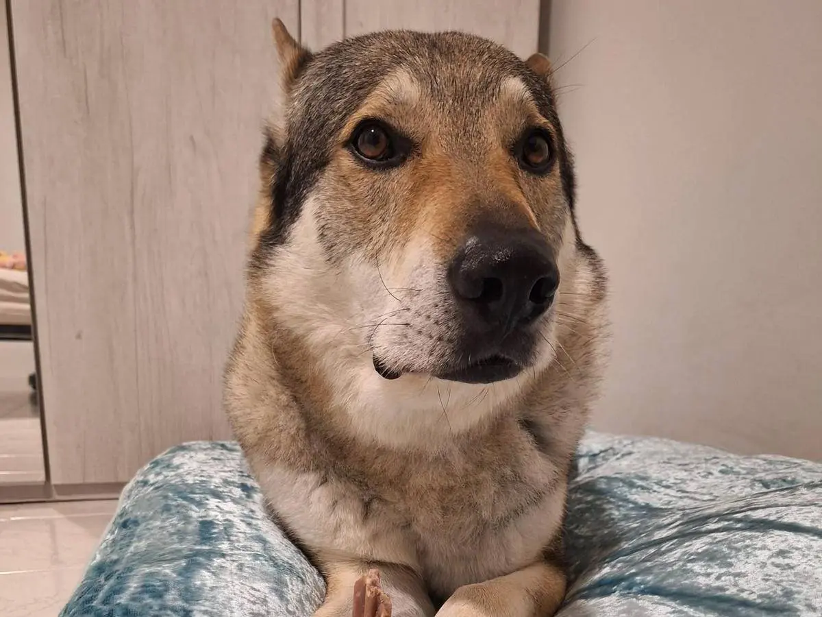 Adotta un cane, maschio, 10 anni e 9 mesi, Milano