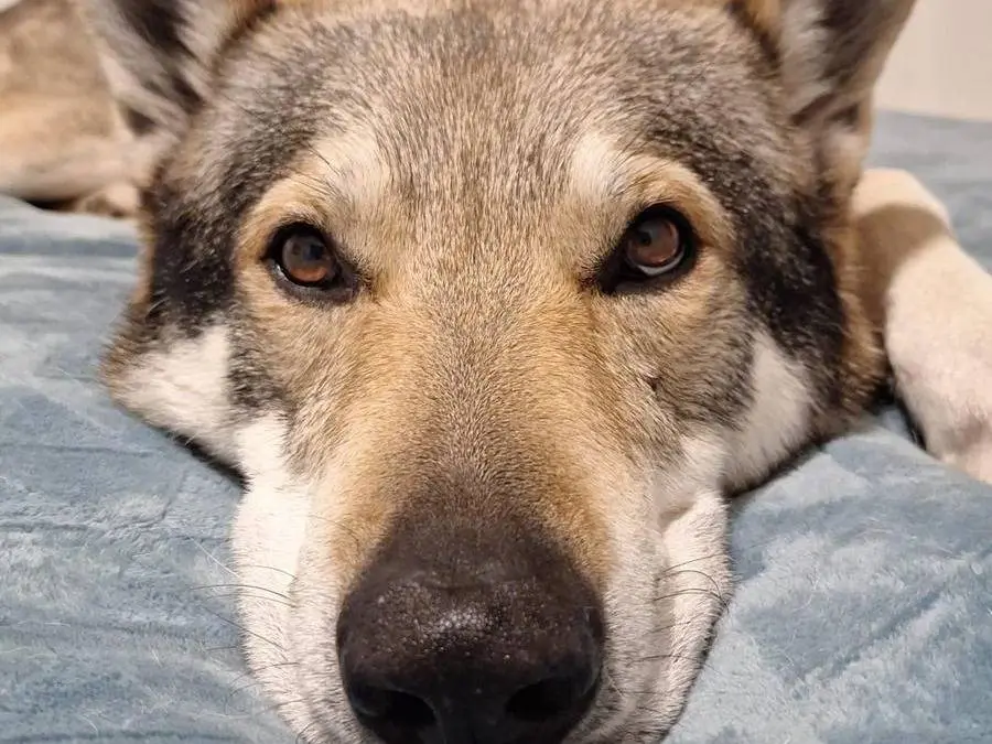 Adozione cane, maschio, Cane lupo Cecoslovacco Razza sconosciuta, 10 anni e 9 mesi, taglia grande, Milano