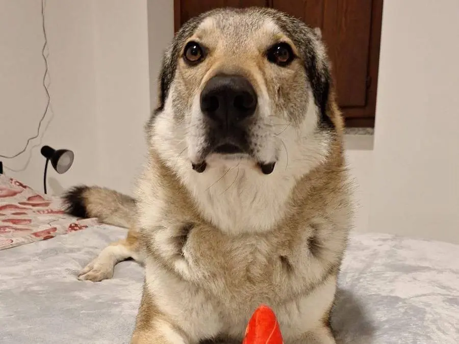 Adotta il cane Aro a Milano