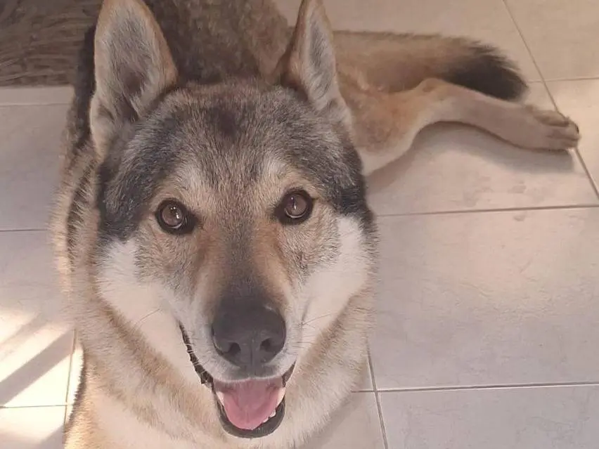 Adotta un cane, taglia grande, maschio, Milano