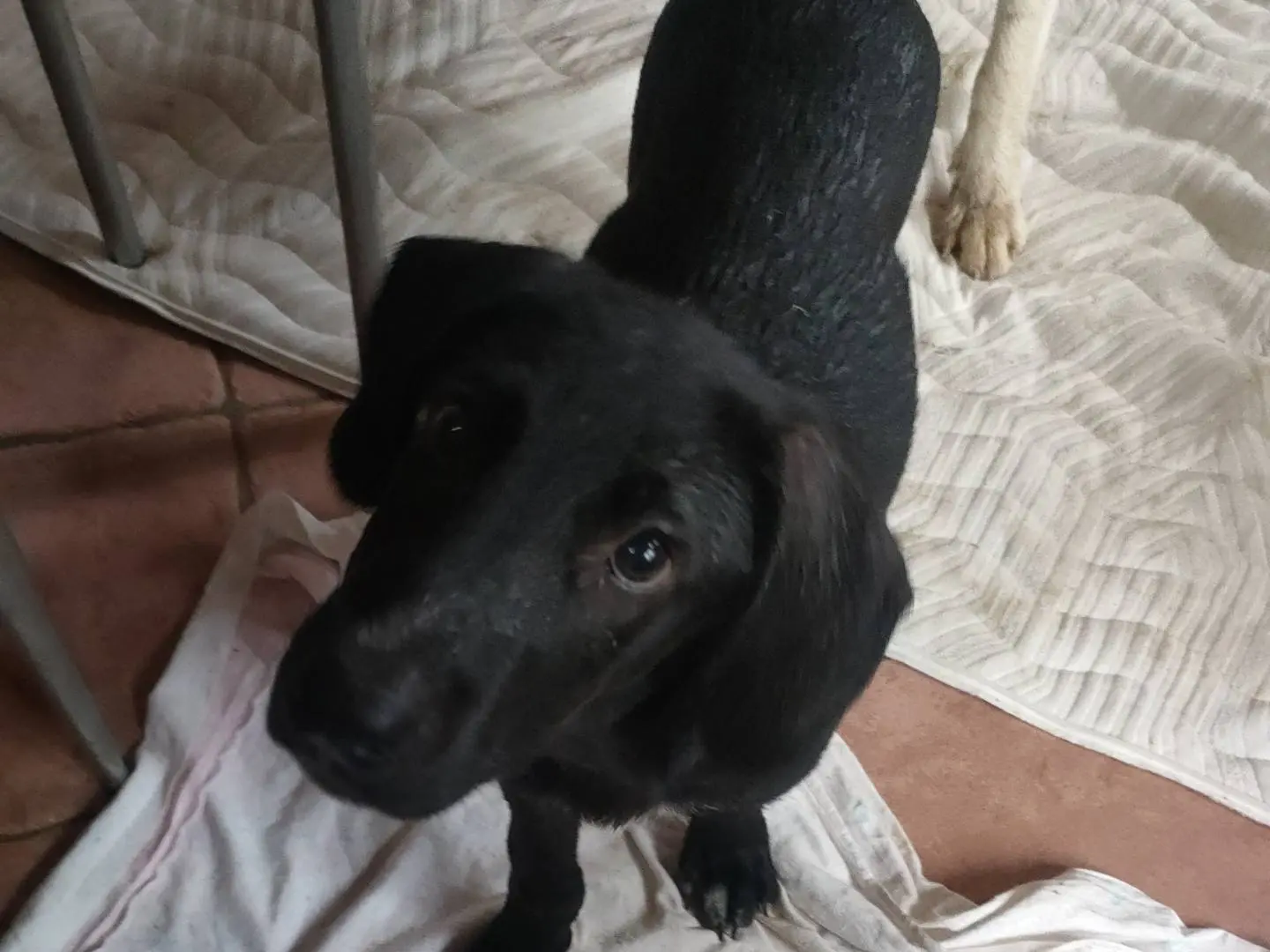 Adozione cane, maschio, Razza sconosciuta Razza sconosciuta, 3 mesi, taglia media contenuta, Latina