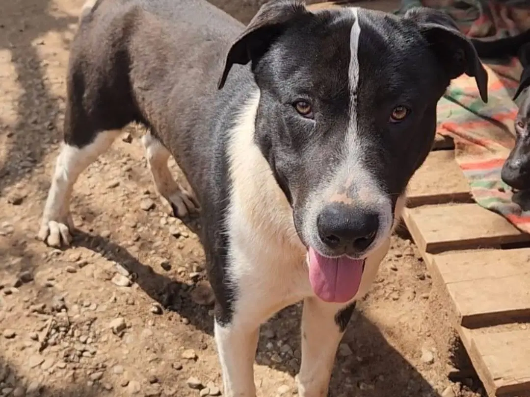 Adozione cane, maschio, Razza sconosciuta Razza sconosciuta, 1 anno e 4 mesi, taglia grande, Cosenza