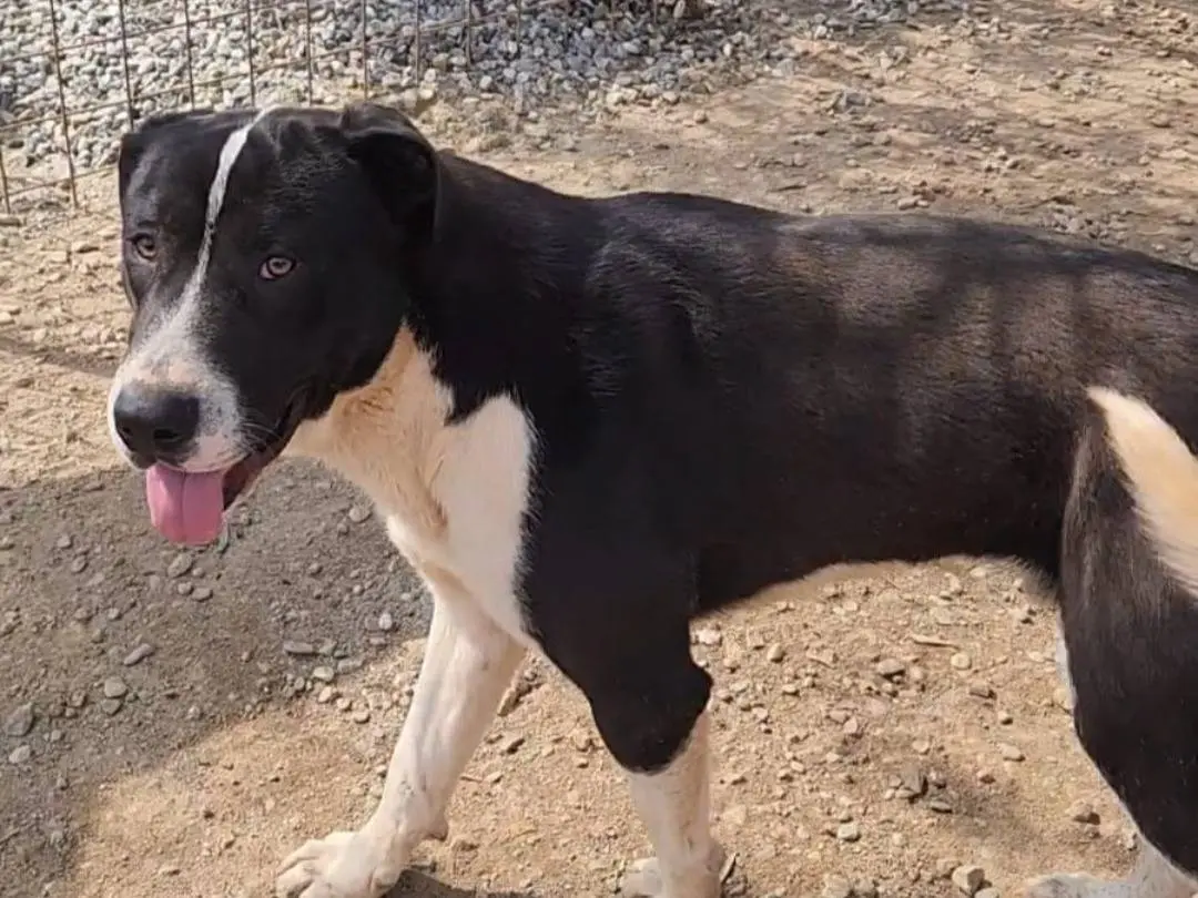 Adotta un cane, maschio, 1 anno e 4 mesi, Cosenza