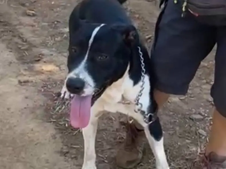 Adotta il cane Oliver mix Pitbull a Cosenza