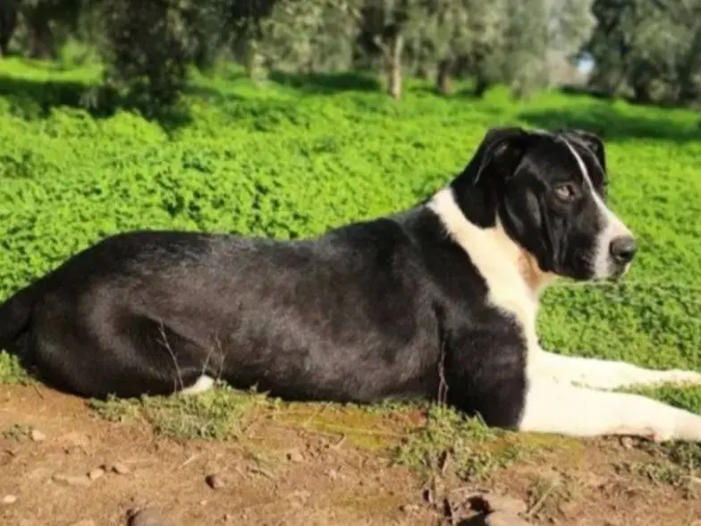 Adotta un cane, taglia grande, maschio, Cosenza
