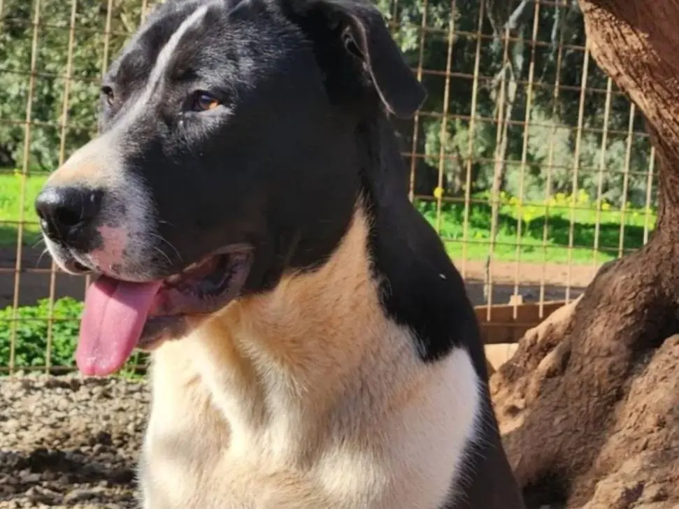 Vuoi adottare un cane a Cosenza?