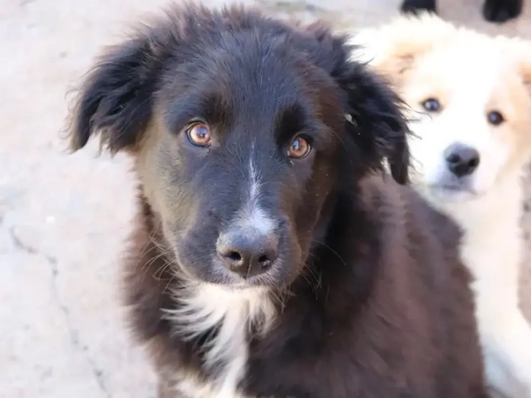 Vuoi adottare un cane a Sud?