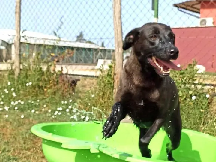 Adotta il cane ALMA a Latina
