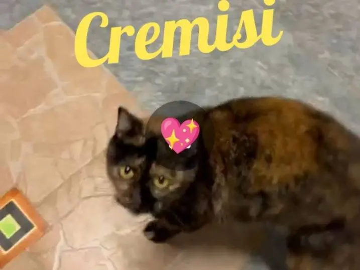 Adotta il gatto Cremisi a Milano