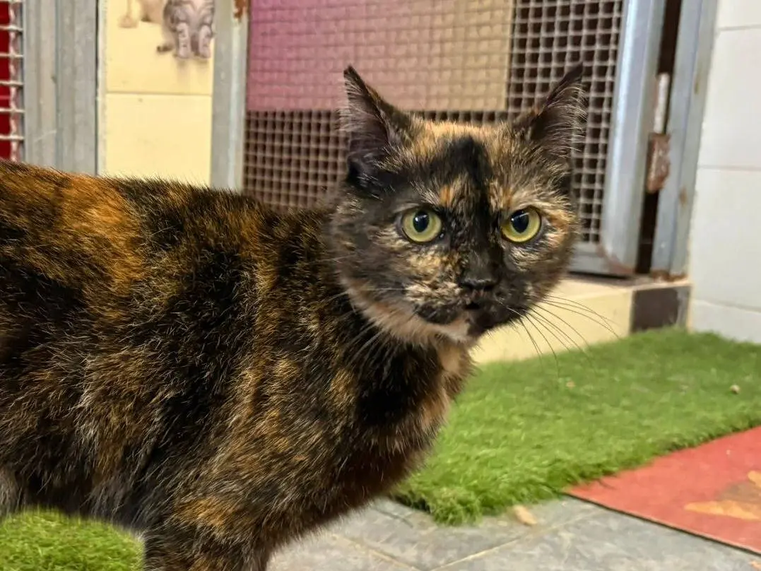 Adotta un gatto, taglia non valida, femmina, Milano