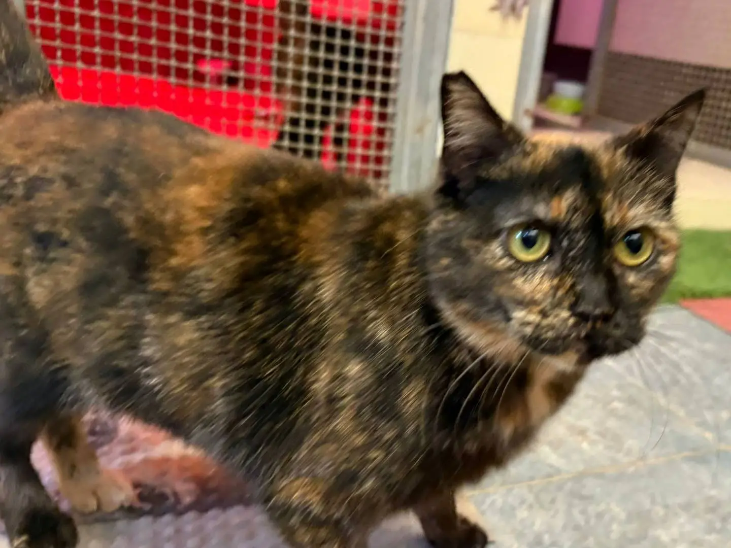 Adotta un gatto, femmina, 5 anni e 5 mesi, Milano