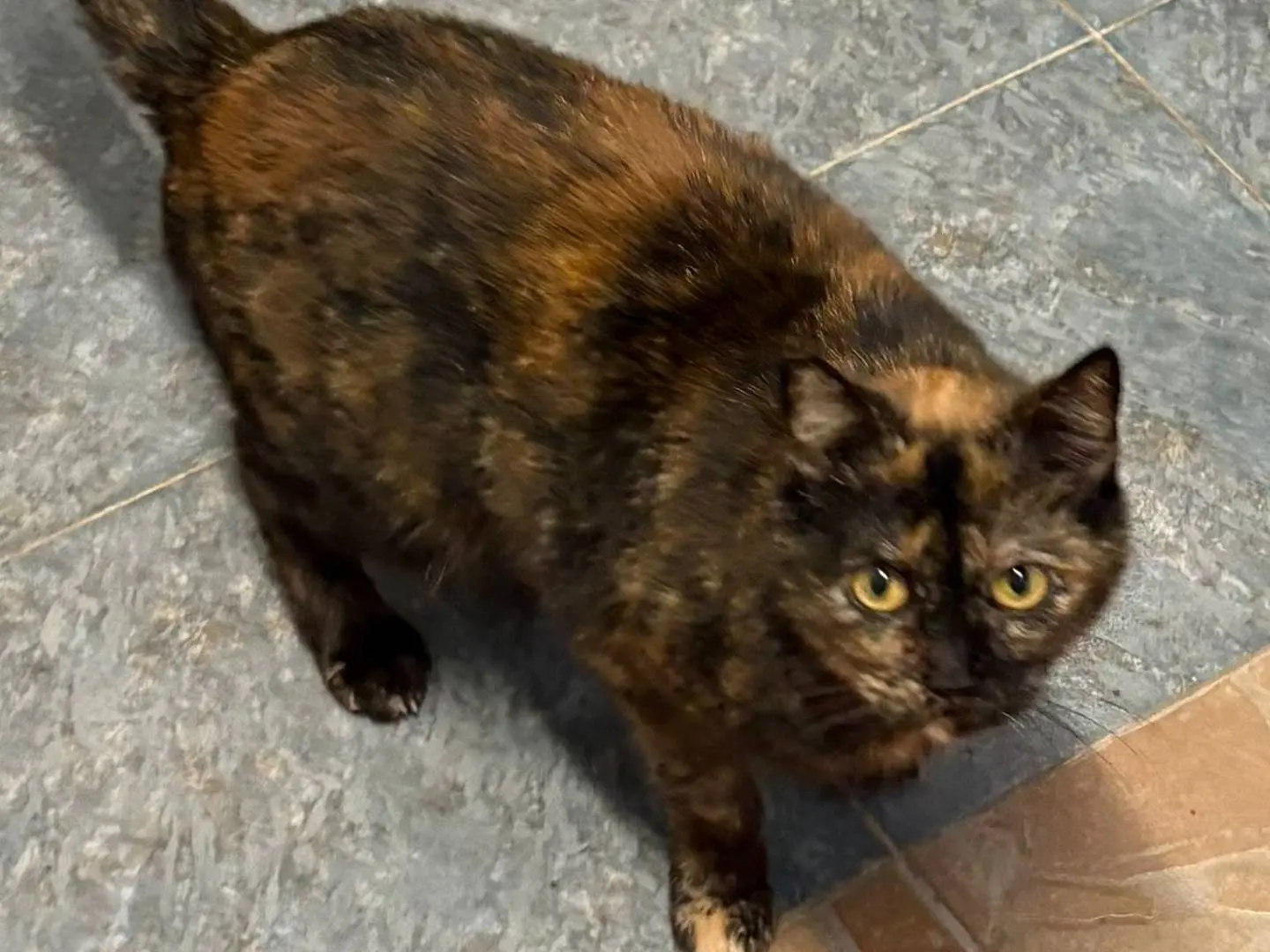 Adozione gatto, femmina, Razza sconosciuta Razza sconosciuta, 5 anni e 5 mesi, taglia non valida, Milano