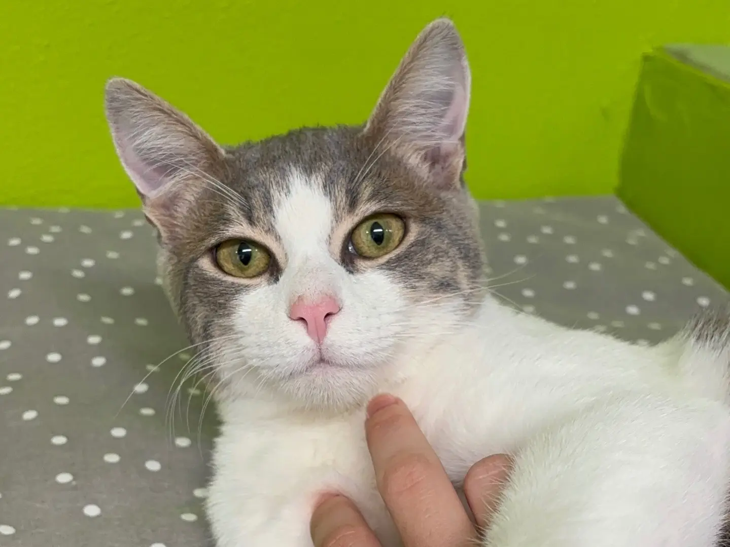 Adozione gatto, maschio, Razza sconosciuta Razza sconosciuta, 1 anno e 5 mesi, taglia non valida, Monza