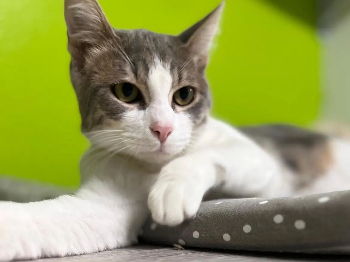 Adotta un gatto, taglia non valida, maschio, Monza