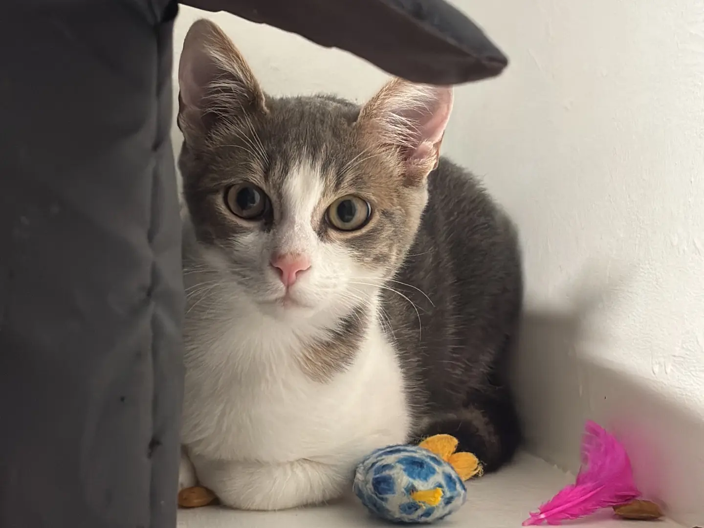 Vuoi adottare un gatto a Monza?