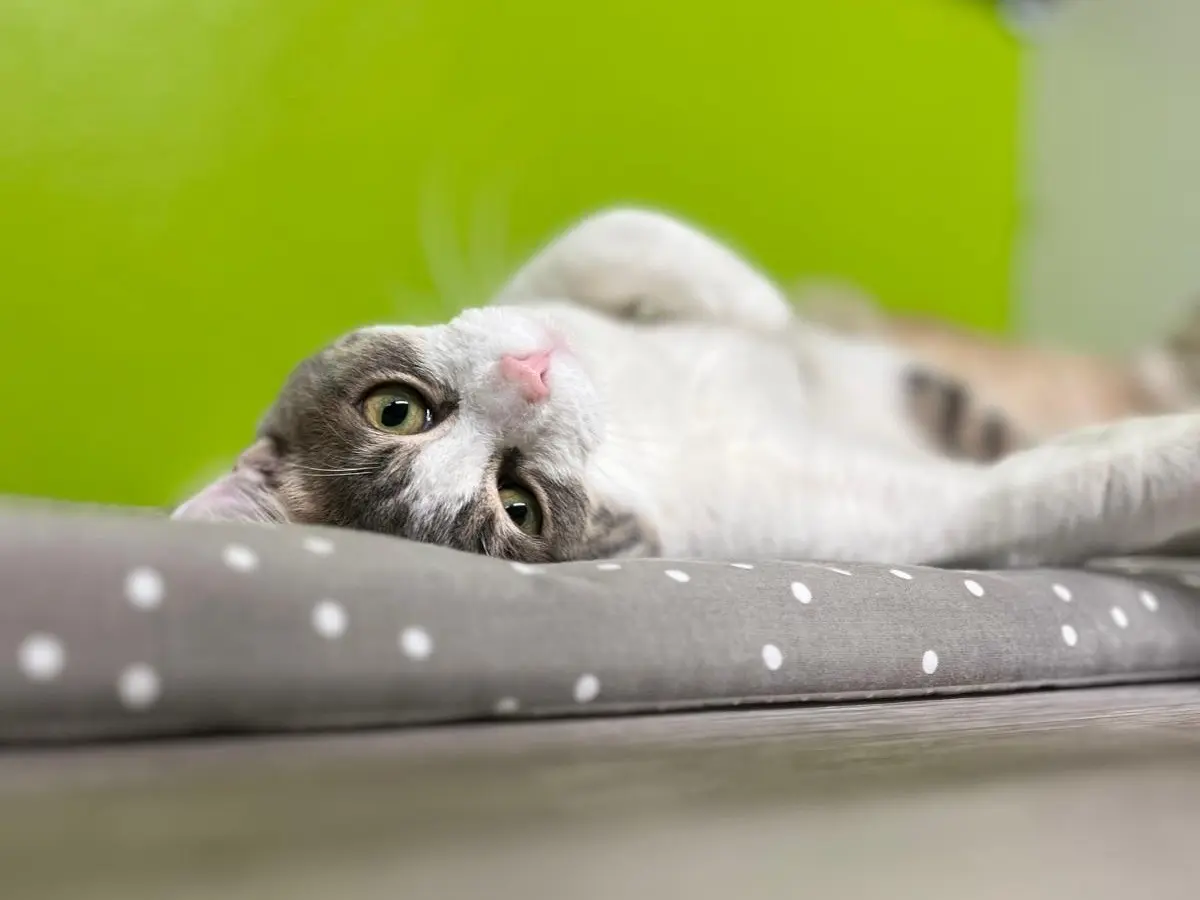 Adotta un gatto, maschio, 1 anno e 5 mesi, Monza