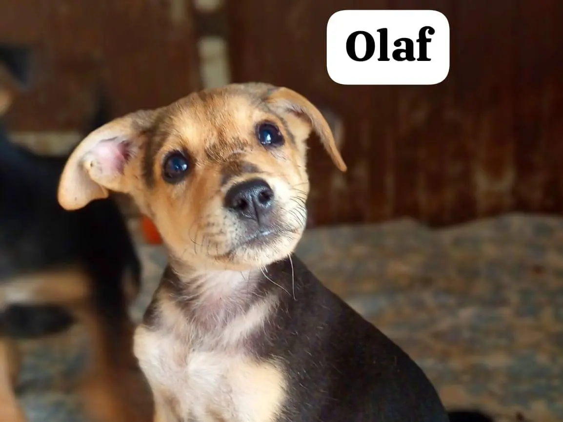 Adozione cane, maschio, Razza sconosciuta Razza sconosciuta, 2 mesi, taglia media contenuta, Reggio