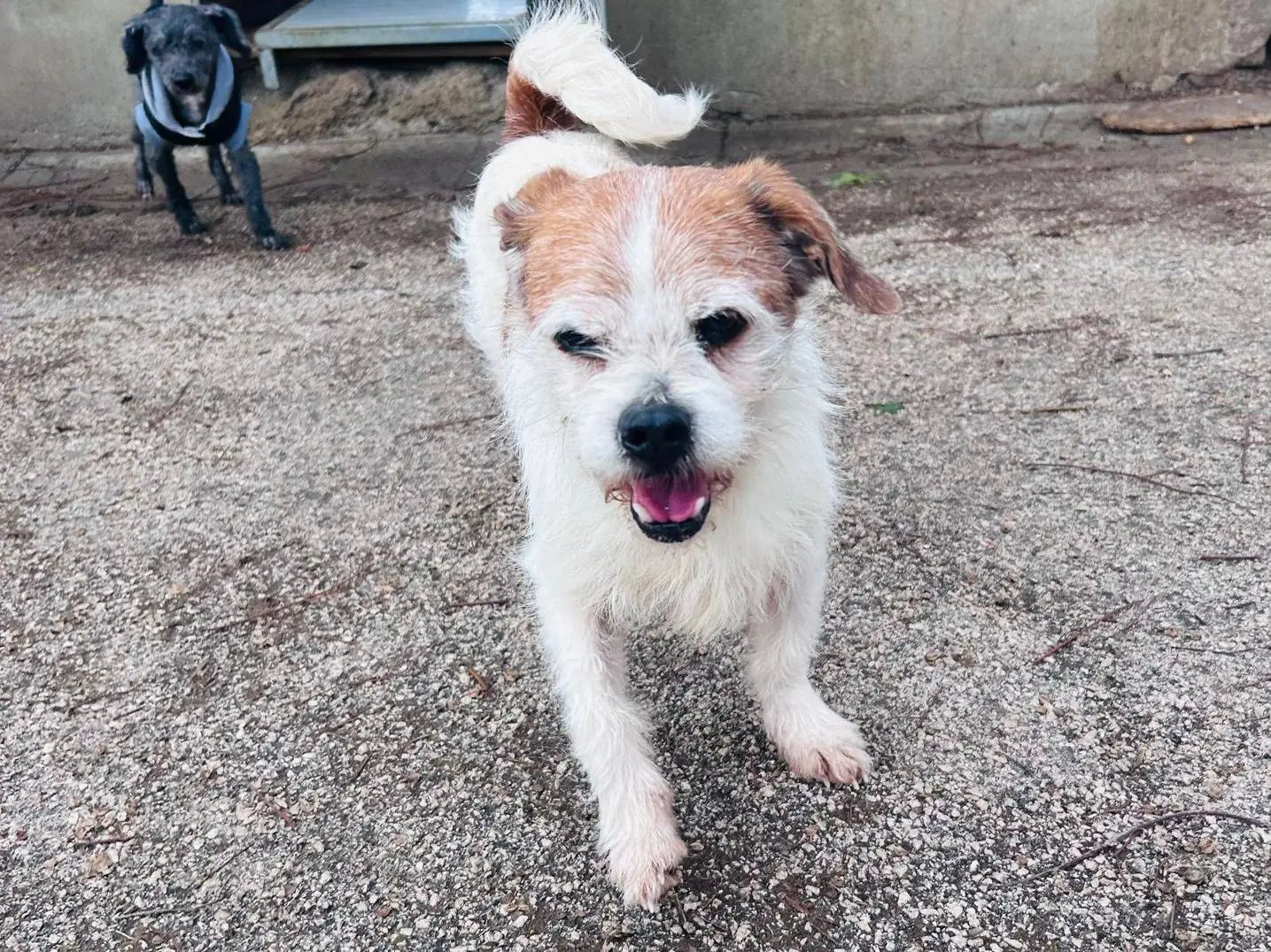 Vuoi adottare un cane a Caserta?