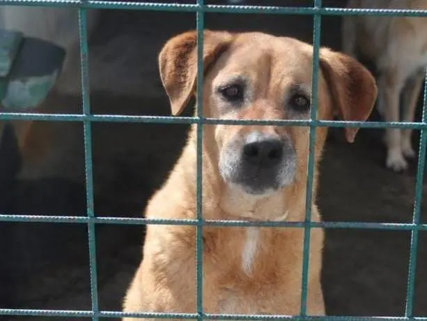 Adozione cane, maschio, Razza sconosciuta Razza sconosciuta, 13 anni e 3 mesi, taglia media, Cremona