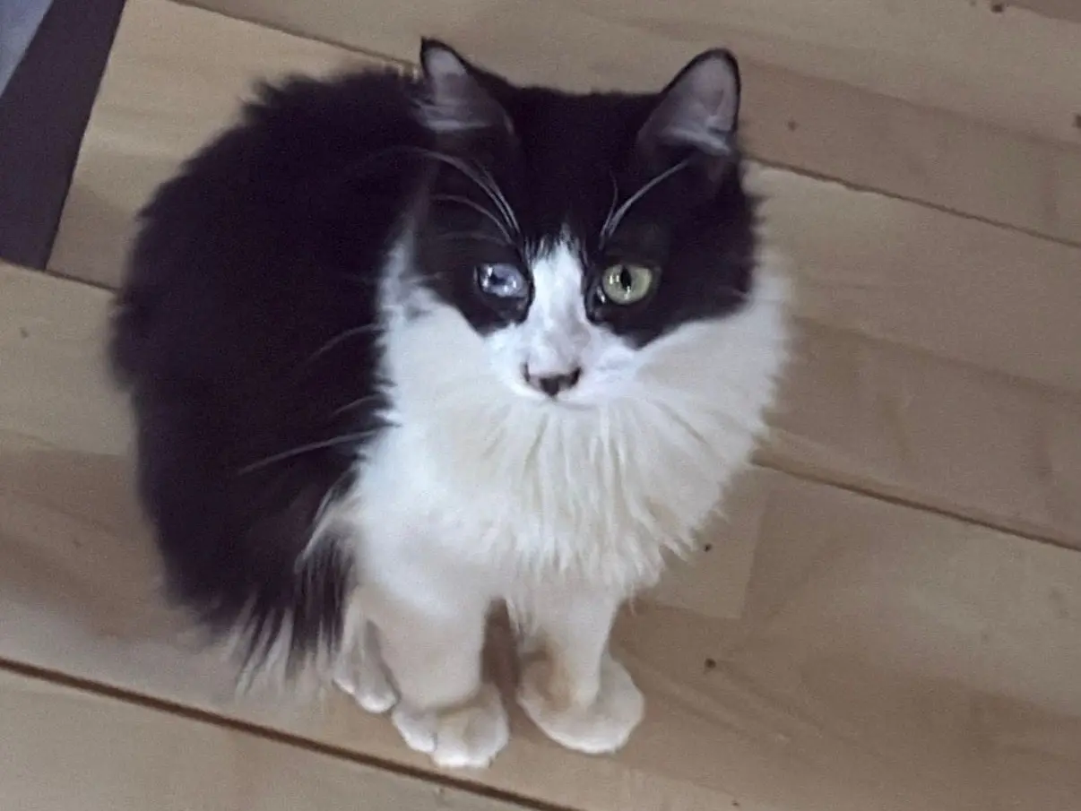 Adozione gatto, maschio, Razza sconosciuta Razza sconosciuta, 1 anno e 7 mesi, taglia non valida, Taranto
