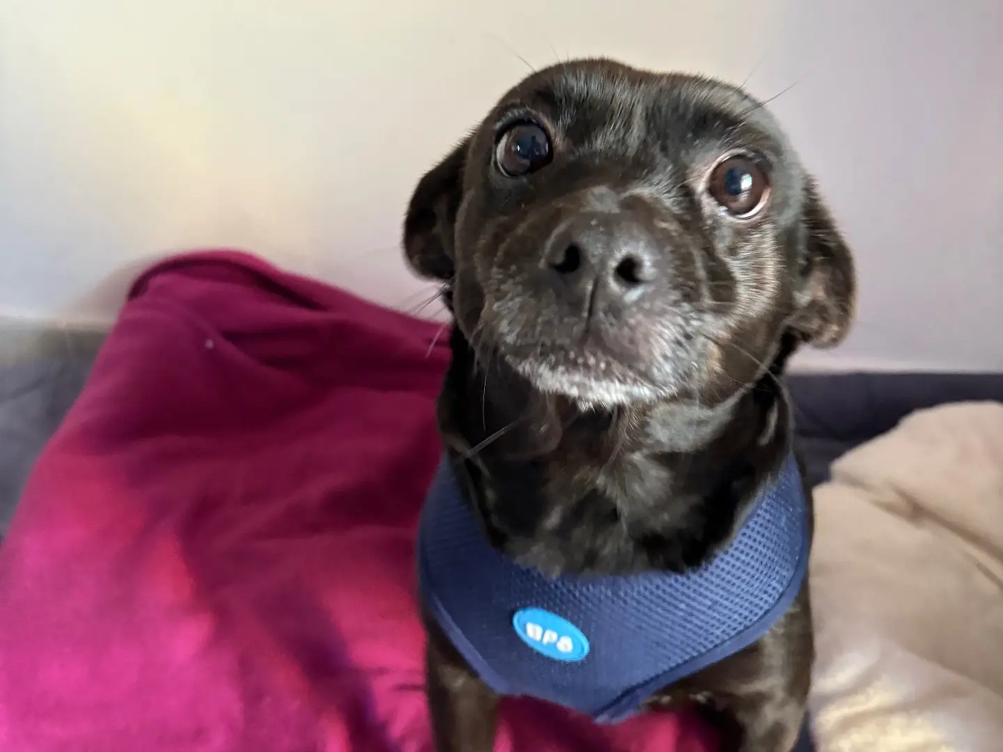 Adotta un cane, taglia piccola, femmina, Sud