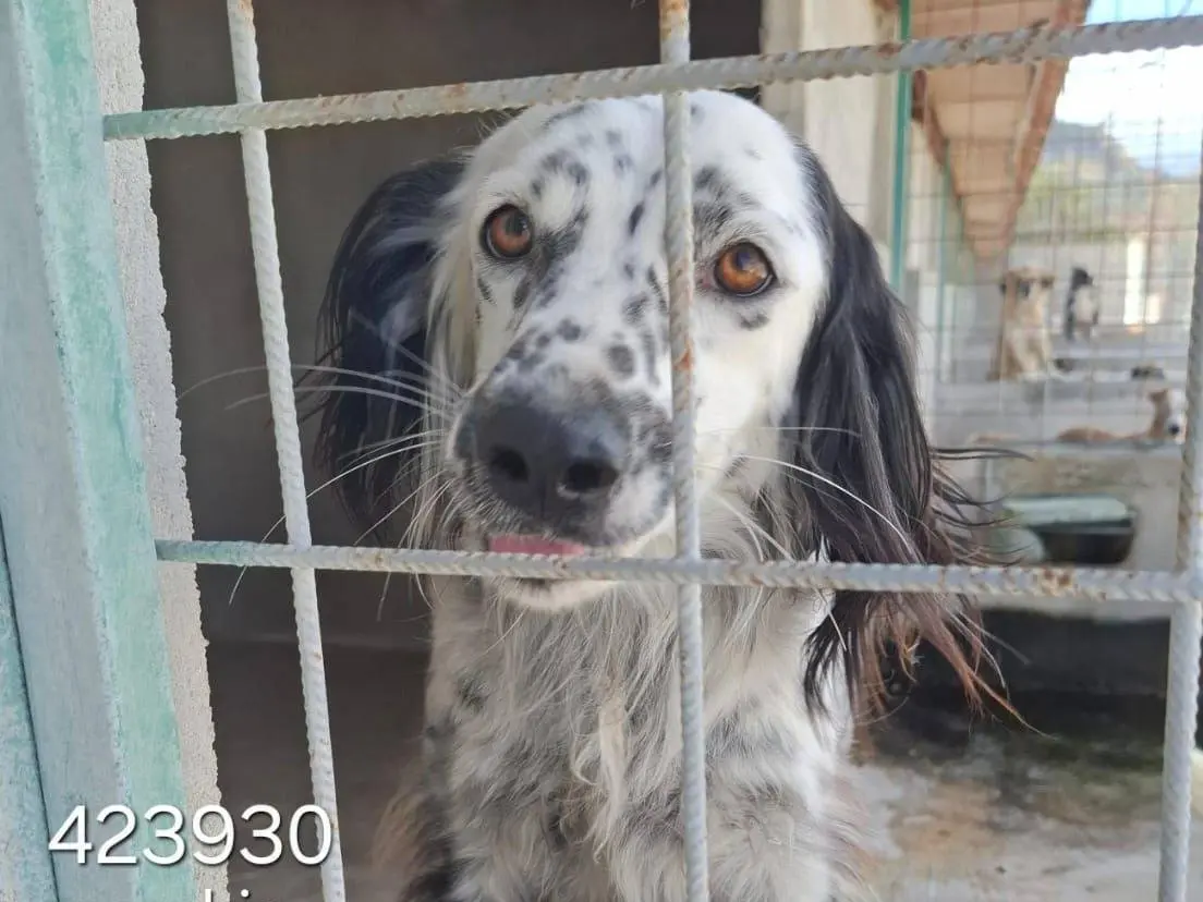 Adozione cane, maschio, Setter Inglese Razza sconosciuta, 3 anni e 4 mesi, taglia media, Crotone