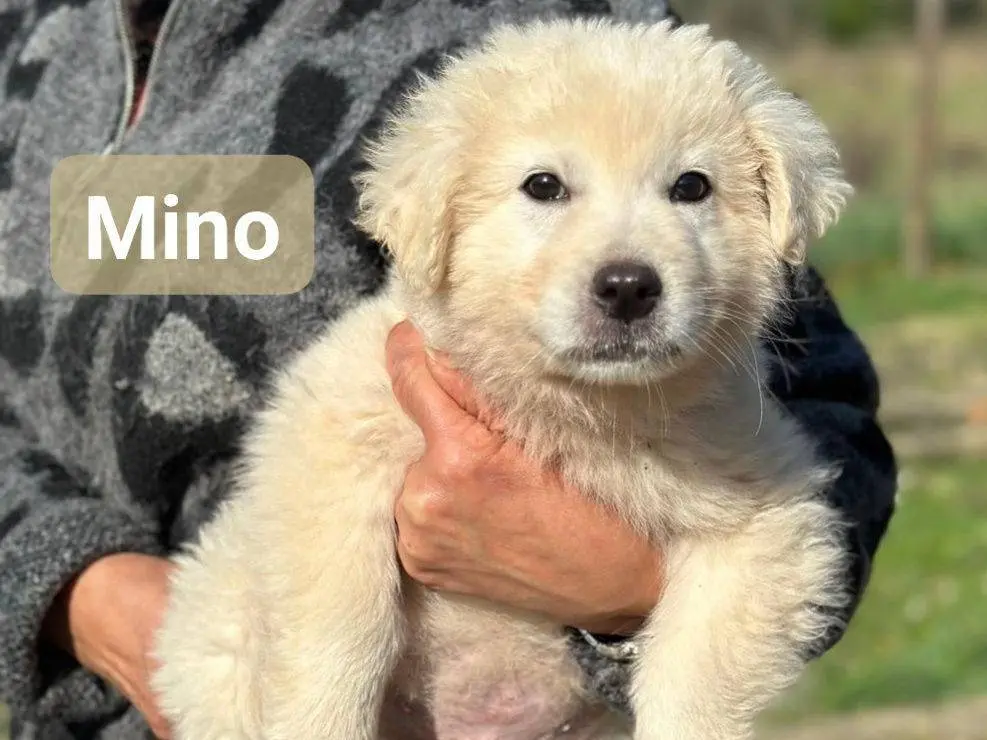 Adozione cane, maschio, Razza sconosciuta Razza sconosciuta, 10 mesi, taglia media, Frosinone