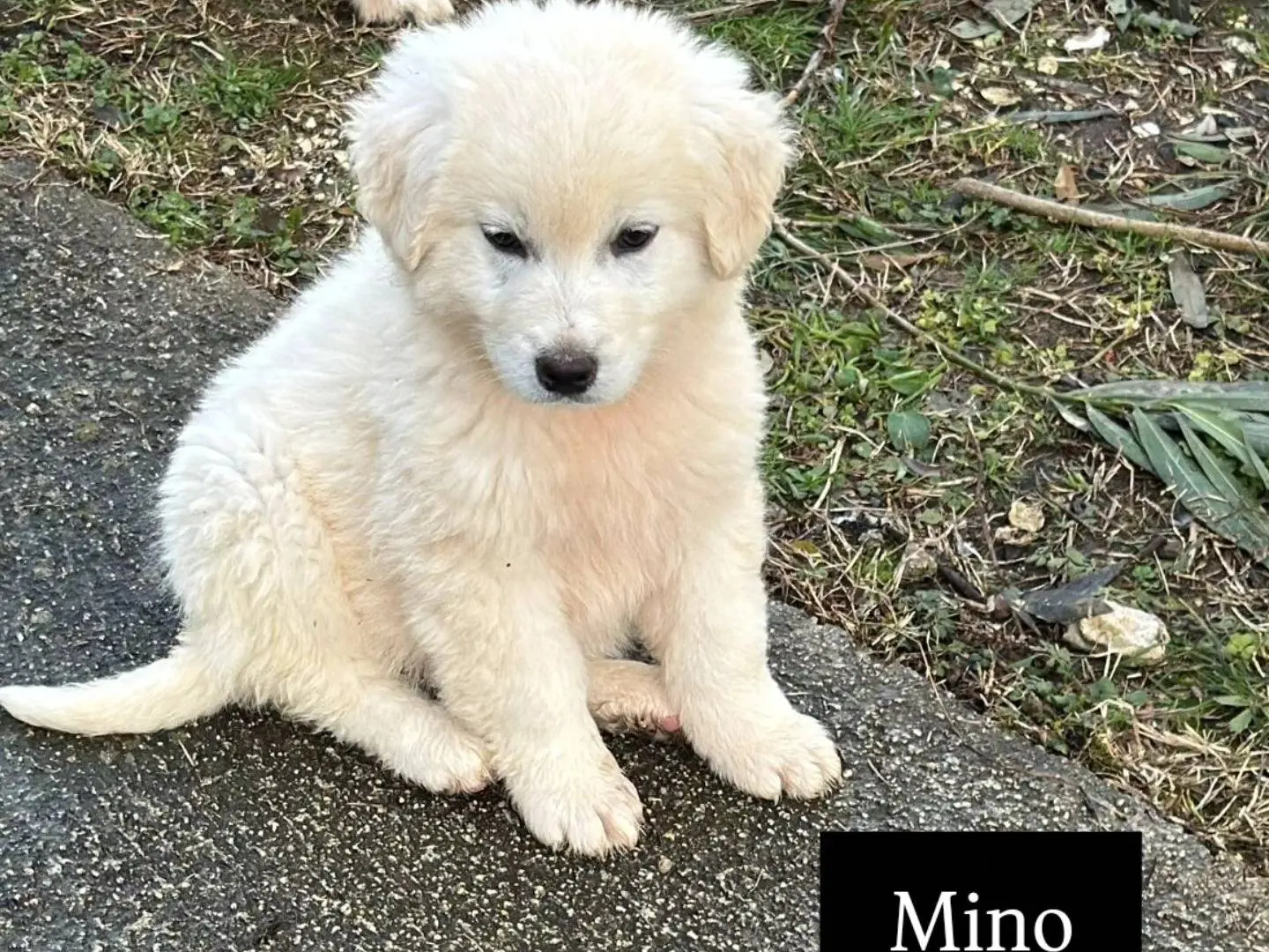 Adotta un cane, taglia media, maschio, Frosinone