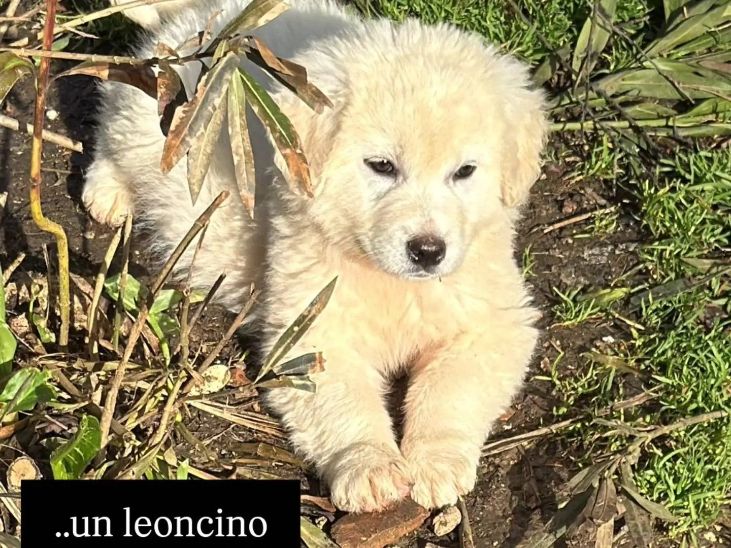 Adotta un cane, maschio, 10 mesi, Frosinone