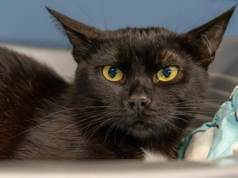 Adozione gatto, maschio, Razza sconosciuta Razza sconosciuta, 1 anno e 8 mesi, taglia non valida, Monza