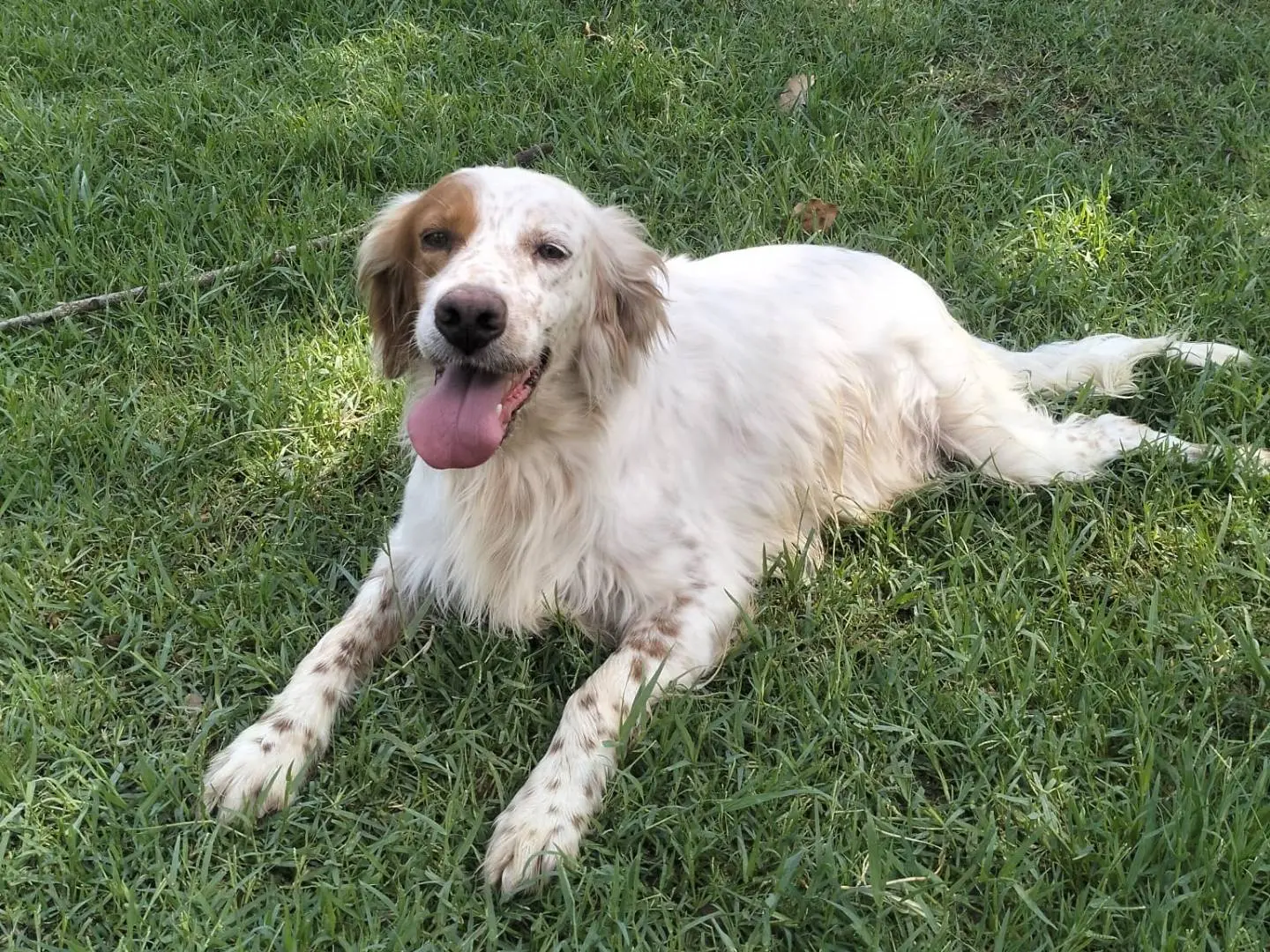 Adotta un cane, maschio, 5 anni e 8 mesi, Frosinone