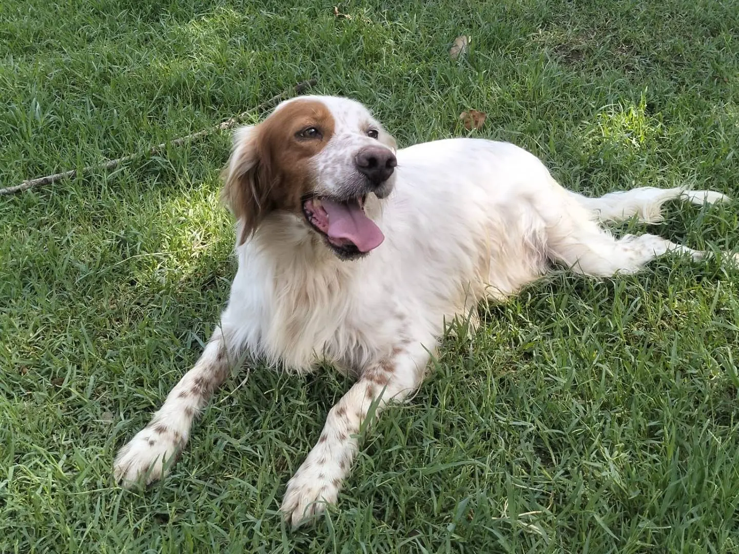 Adotta un cane, taglia media, maschio, Frosinone