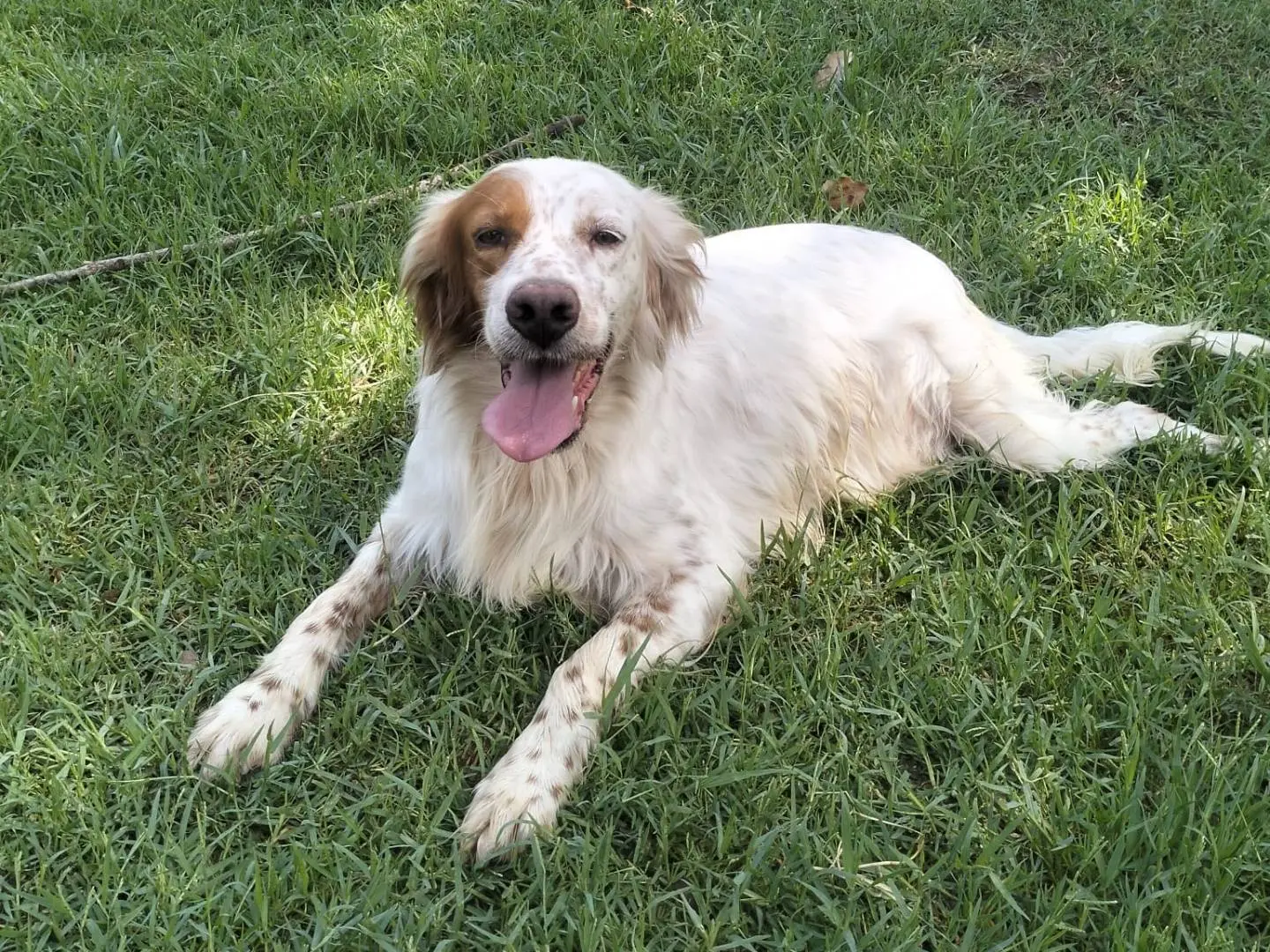 Adozione cane, maschio, Setter Inglese Razza sconosciuta, 5 anni e 8 mesi, taglia media, Frosinone