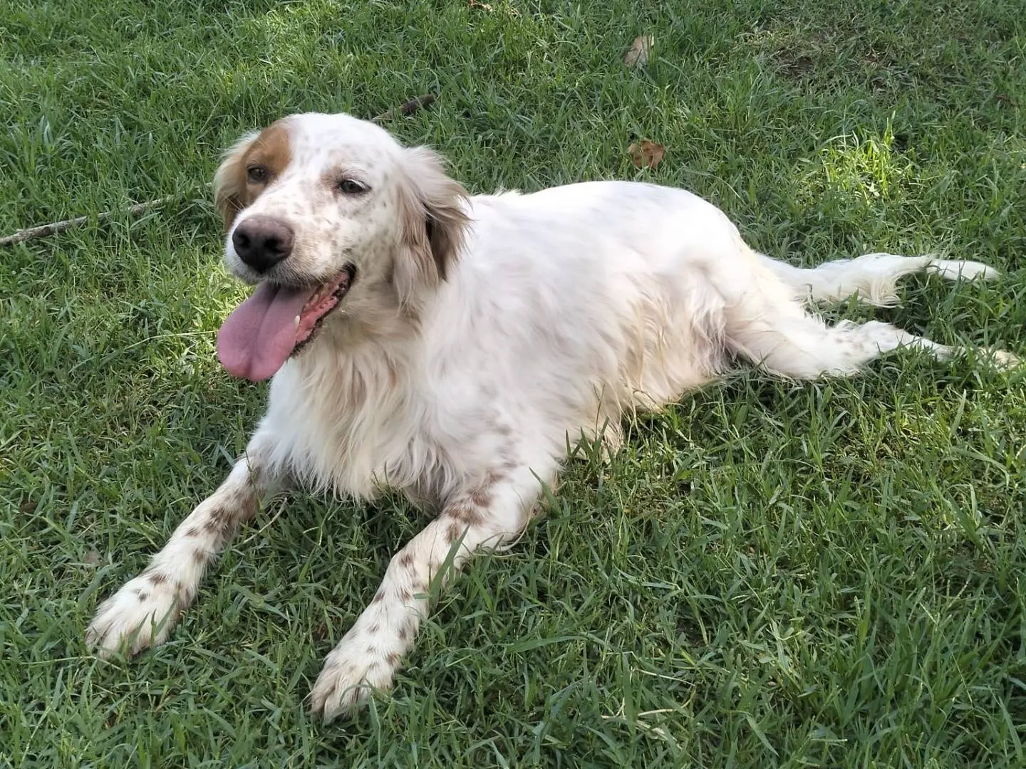 Vuoi adottare un cane a Frosinone?