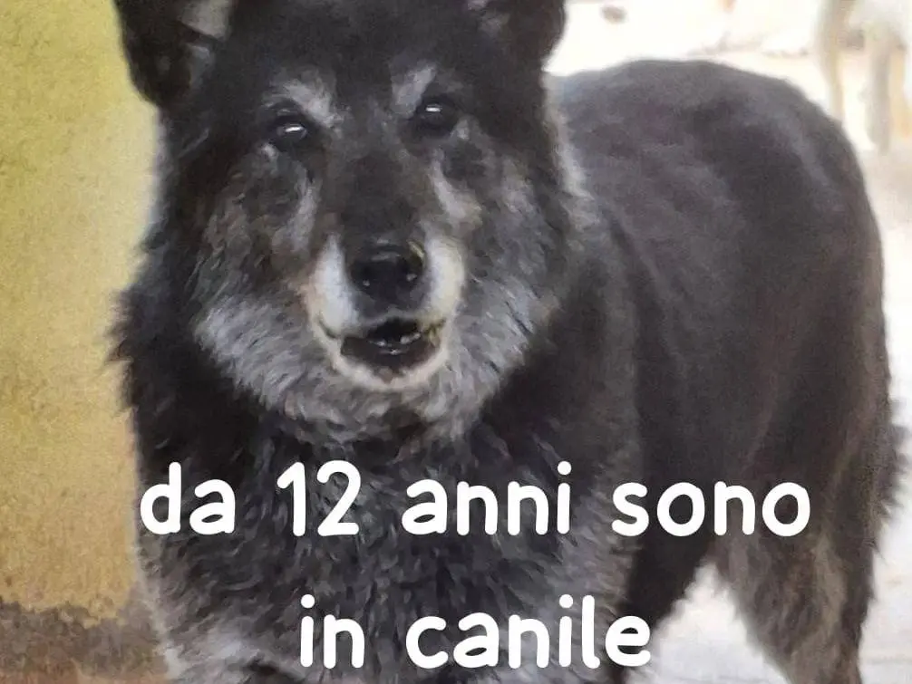 Foto 1 dell'animale