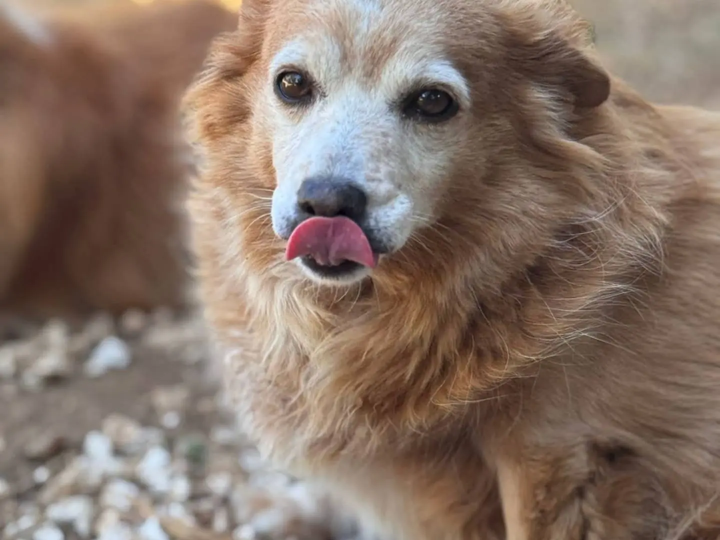 Vuoi adottare un cane a Bari?
