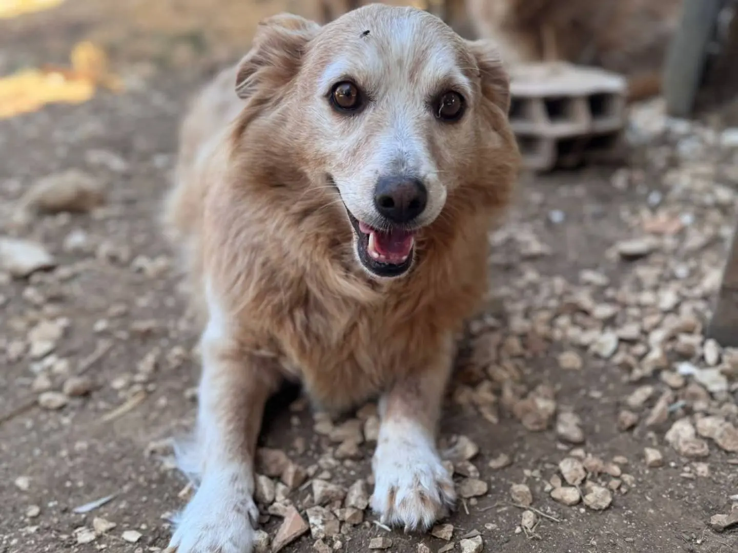 Adotta un cane, taglia piccola, femmina, Bari