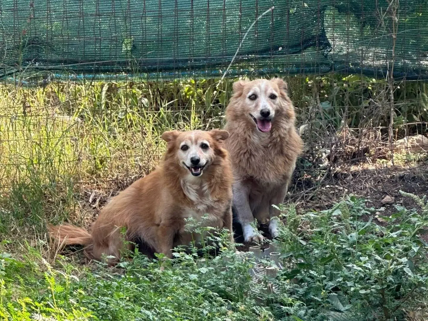 Adotta un cane, femmina, 7 anni e 8 mesi, Bari