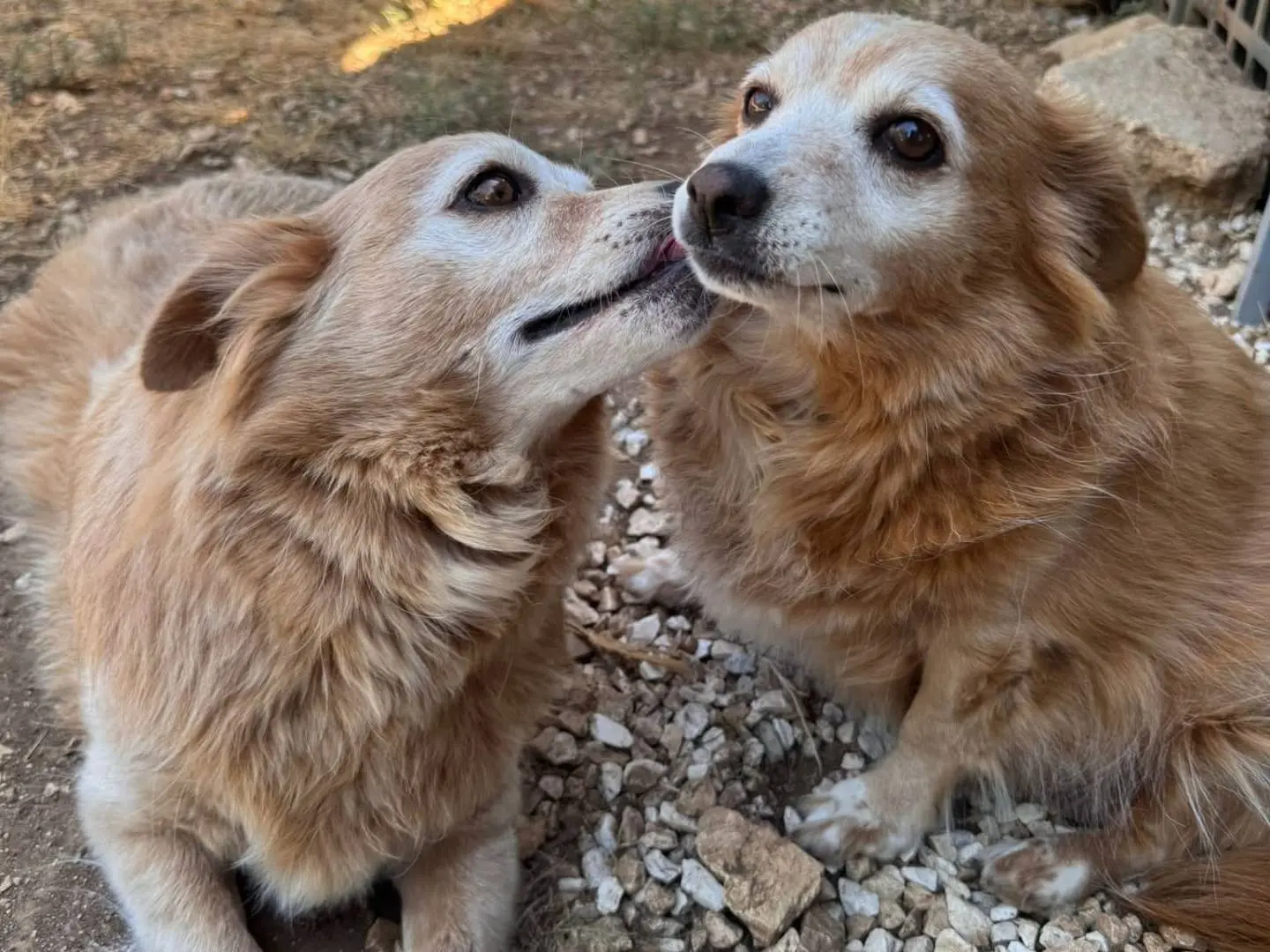 Adozione cane, femmina, Razza sconosciuta Razza sconosciuta, 7 anni e 8 mesi, taglia piccola, Bari