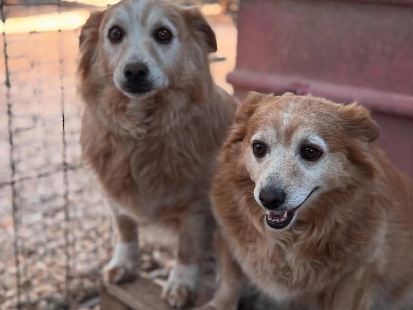 Adotta il cane Chiara e Alice a Bari