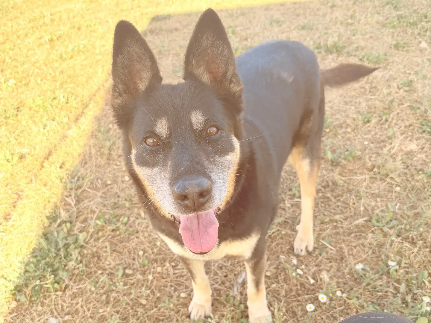 Adozione cane, femmina, Razza sconosciuta Razza sconosciuta, 12 anni e 5 mesi, taglia media, Bari