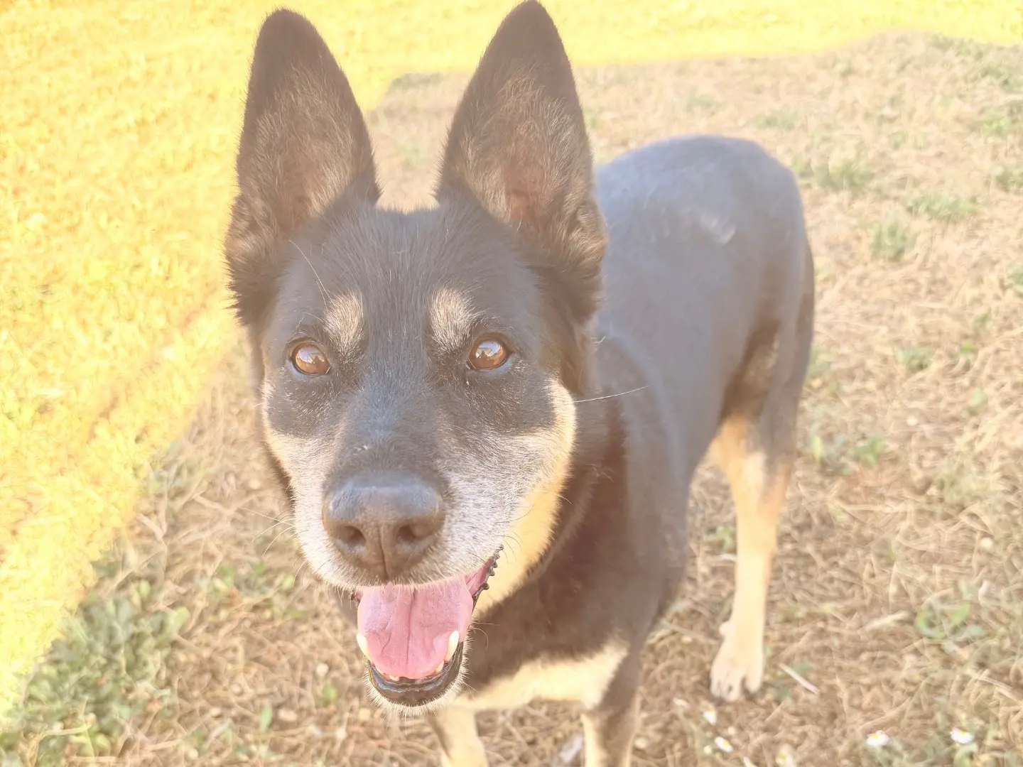 Adotta un cane, taglia media, femmina, Bari