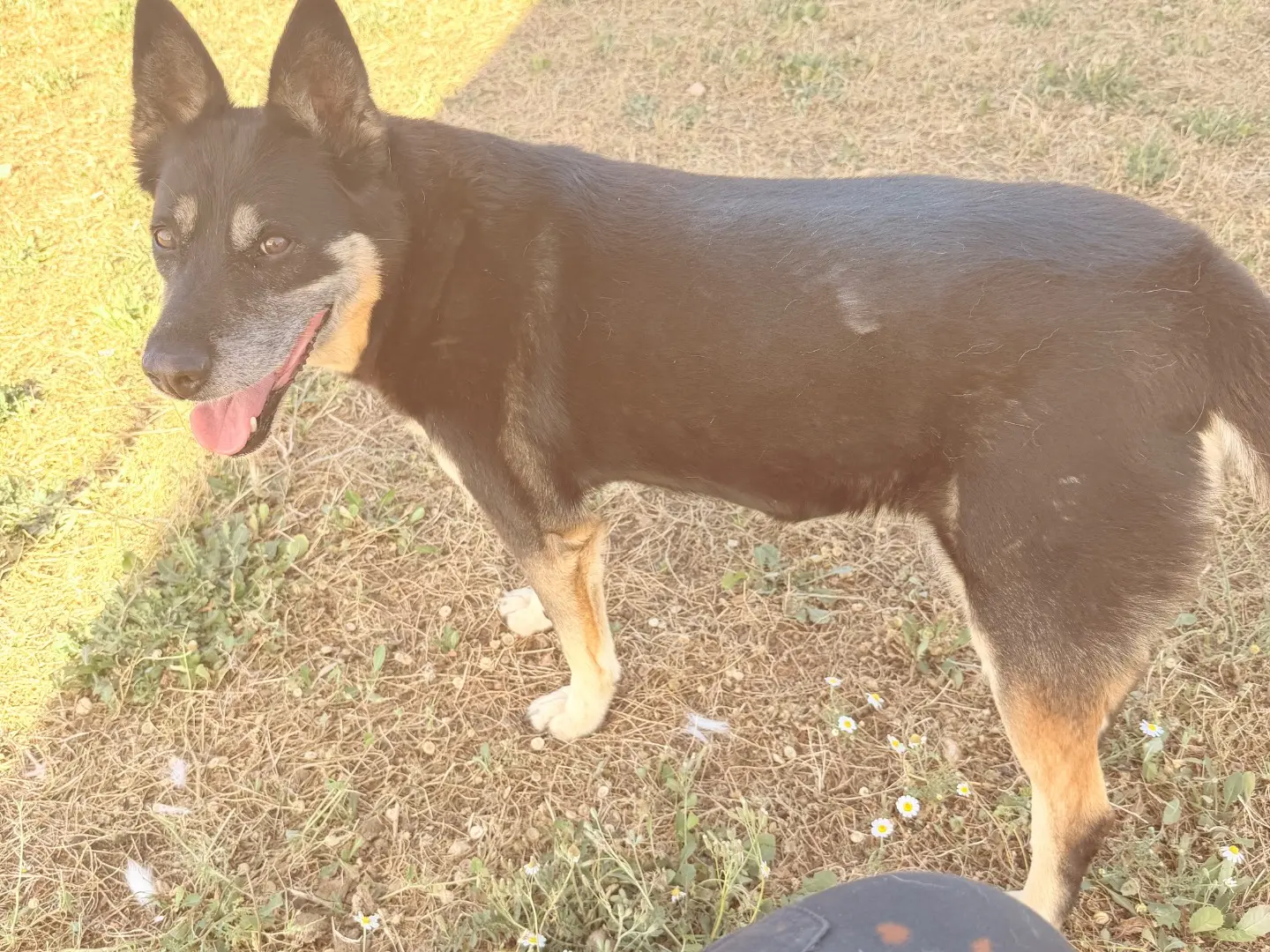 Adotta un cane, femmina, 12 anni e 5 mesi, Bari